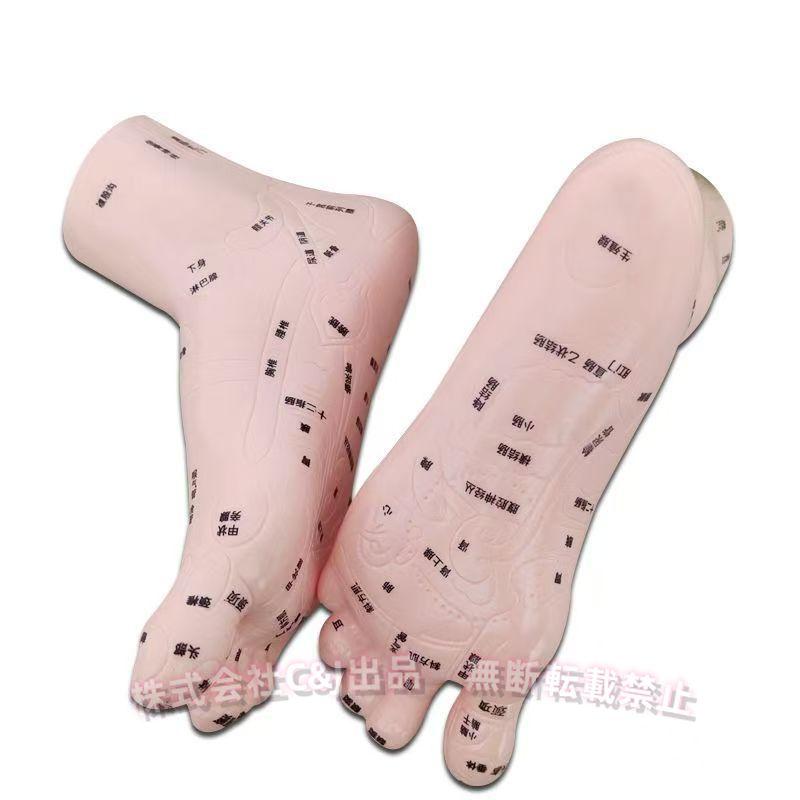 足つぼ 模型 足つぼマッサージ 反射区 表 20cmC&J（株)図解 体系的に