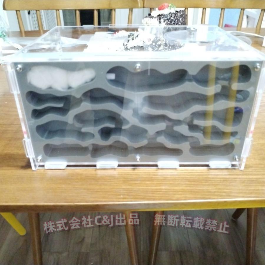 アリ飼育キット 石膏巣箱 透明アクリルケース C&J（株) アリの巣 観察