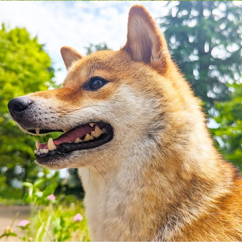 ニッピ 犬用 あしたも走ろっ。牛由来 160g : LIFE LUCK ヤフー店
