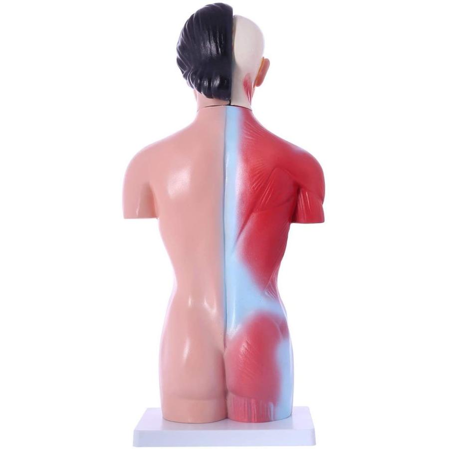 楽天 人体模型 女性モデル リアルタイプ 44 新品箱なし 人体解剖図 内臓 標本 パーツ取り外し可能 教材 学校 病院 Jk 4332a 超歓迎 Commerce Converto Com