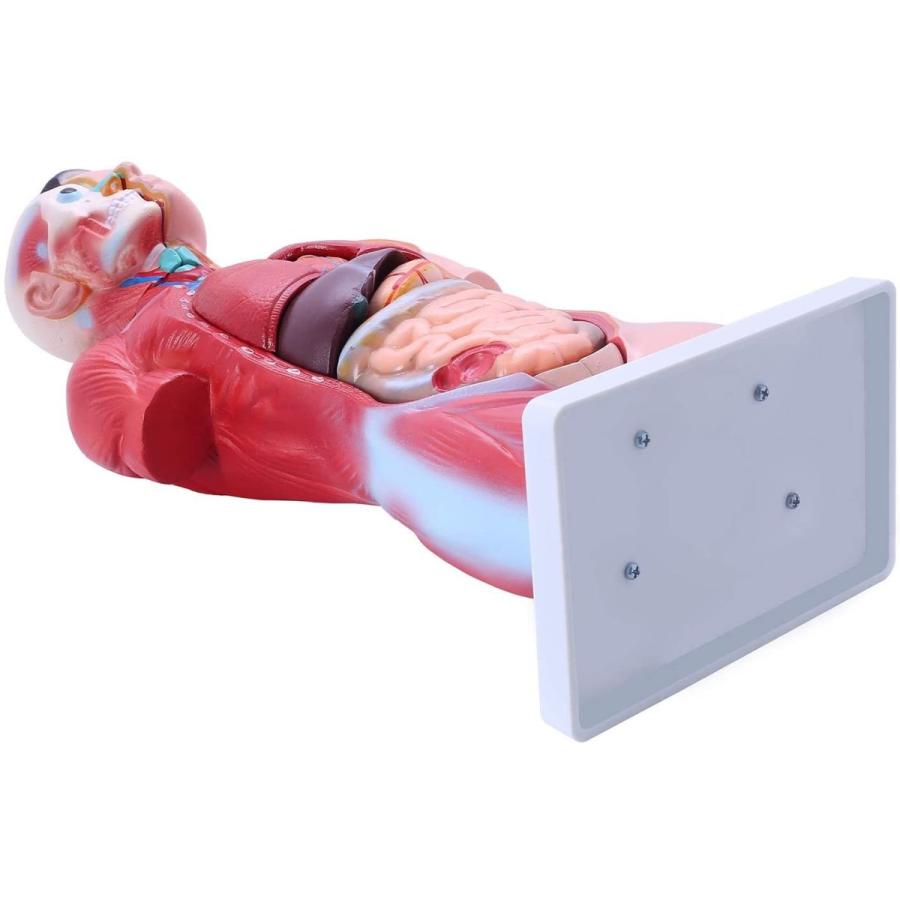 楽天 人体模型 女性モデル リアルタイプ 44 新品箱なし 人体解剖図 内臓 標本 パーツ取り外し可能 教材 学校 病院 Jk 4332a 超歓迎 Commerce Converto Com