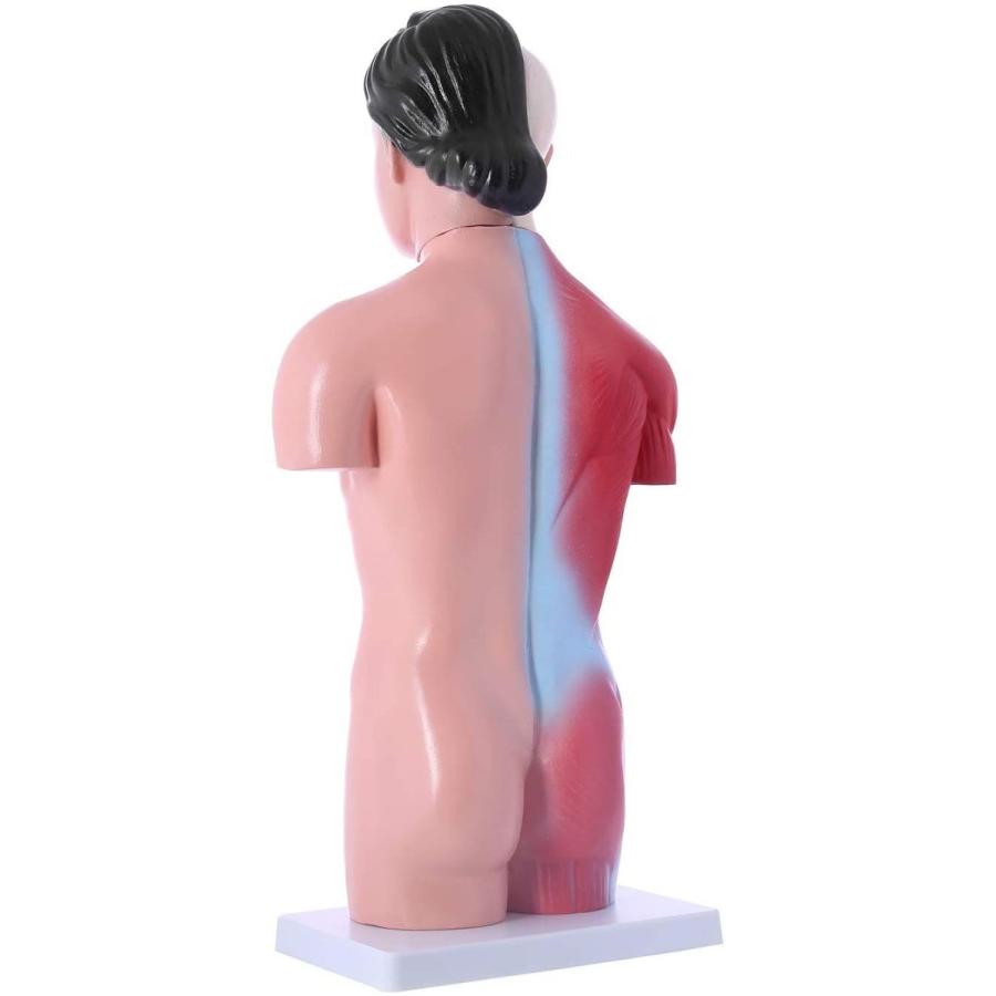 楽天 人体模型 女性モデル リアルタイプ 44 新品箱なし 人体解剖図 内臓 標本 パーツ取り外し可能 教材 学校 病院 Jk 4332a 超歓迎 Commerce Converto Com