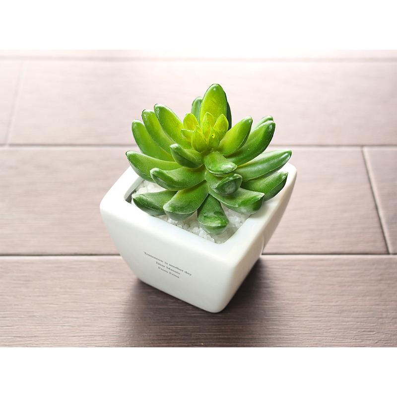 名入れ ギフト プレゼント カワイイ 新築祝い かわいい 開店祝い おしゃれ 記念品 美容室 結婚祝い 贈り物 友達 周年祝い 店名入り CT触媒グリーン セダム |  | 04