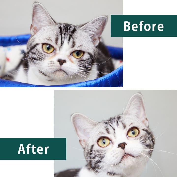 APDC シャンプー・お試しミニセット・ブラシ猫用