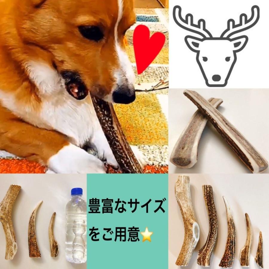 鹿の角 大きいサイズ 送料無料税込価格 犬のおもちゃ 鹿角ガム 鹿角 歯磨き 犬のガム 噛むおもちゃ 犬用ガム 犬用おもちゃ ドッグガム S 1 ライト ワン 通販 Yahoo ショッピング