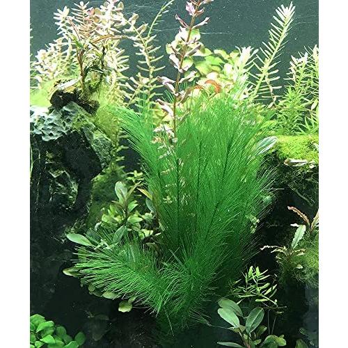 お気に入り レイアウト用品 Yffsfdc 水草 32cmフィッシュタンク人工水草 水槽飾り癒し水景 ベタ プラスティック製おやすみリーフ ベタ 3点セット