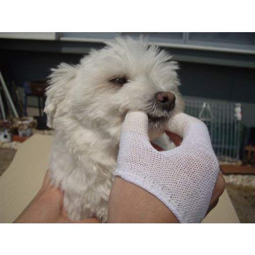 売れ筋がひ マインドアップ 犬口ケアゆび歯ぶらし Shipsctc Org