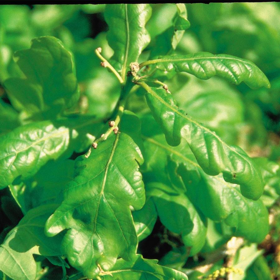 バッチフラワーレメディ 「オーク」 （頑張りすぎる性格、思い込みが