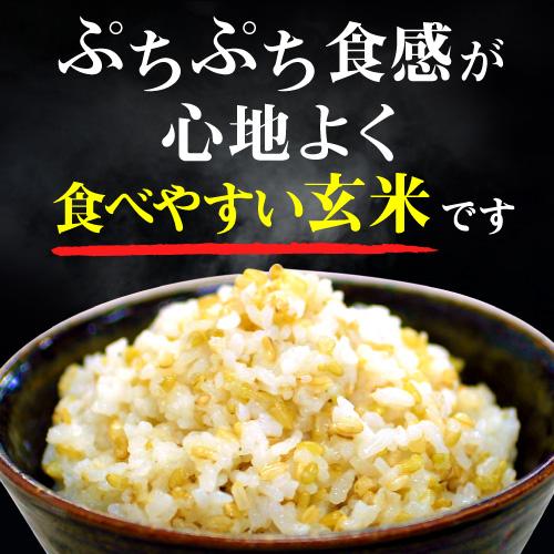 送料無料 青玄米 玄米 無洗米 国産 ぷちぷち発芽青玄米 1050g×5袋 発芽玄米 発芽 国内産 食物繊維 ベストアメニティ 虎S｜likaman2｜02