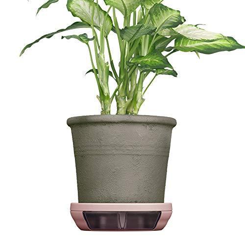 ポットキーパー 鉢 鉢皿 観葉植物の清潔グッズ お部屋きれいにお手入れ簡単ラクに シェルピンク ソーサー 受け皿 Ilgaimportadora Com