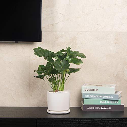 憧れ 部屋 インテリア 鉢植え 鉢 おしゃれ 白 穴付き 受け皿付き 5号 プランター 陶器鉢 植木鉢 Ekirlin オフィス 15cm 多肉植物 観葉植物 飾り 室内 植木鉢 Www We Job Com