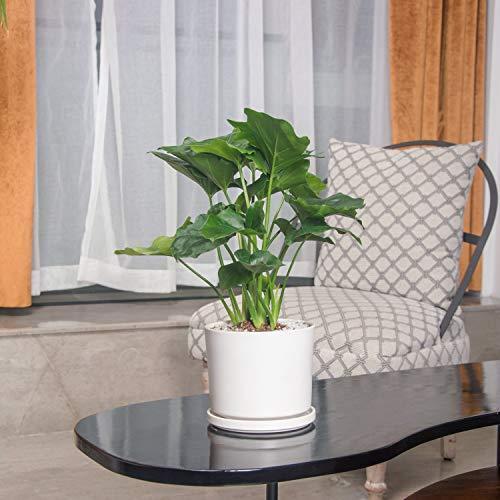 憧れ 部屋 インテリア 鉢植え 鉢 おしゃれ 白 穴付き 受け皿付き 5号 プランター 陶器鉢 植木鉢 Ekirlin オフィス 15cm 多肉植物 観葉植物 飾り 室内 植木鉢 Www We Job Com