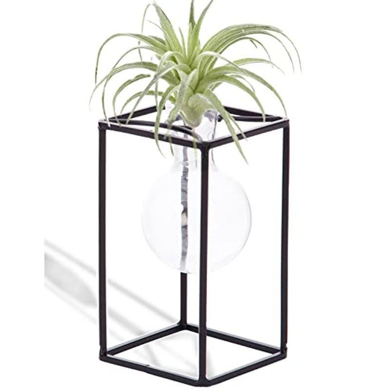 エアプランツ グラスボールスタンド エアプランツ1個 天然石付 ふるさと割