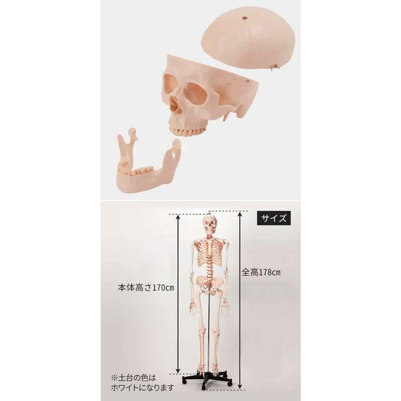 等身大 人体模型 (全身骨格模型) 等身大 骨格模型 骨格標本 骨模型 骸骨模型 人骨模型 骨格モデル 人体モデル ヒューマンスカル 人体 等身大 人体模型 全身骨格模型 骨格模型 骨格標本 骨模型 骸骨模型 人骨模型 骨格モデル 人体モデル ヒューマンスカル 人体 商品説明 　 外旋