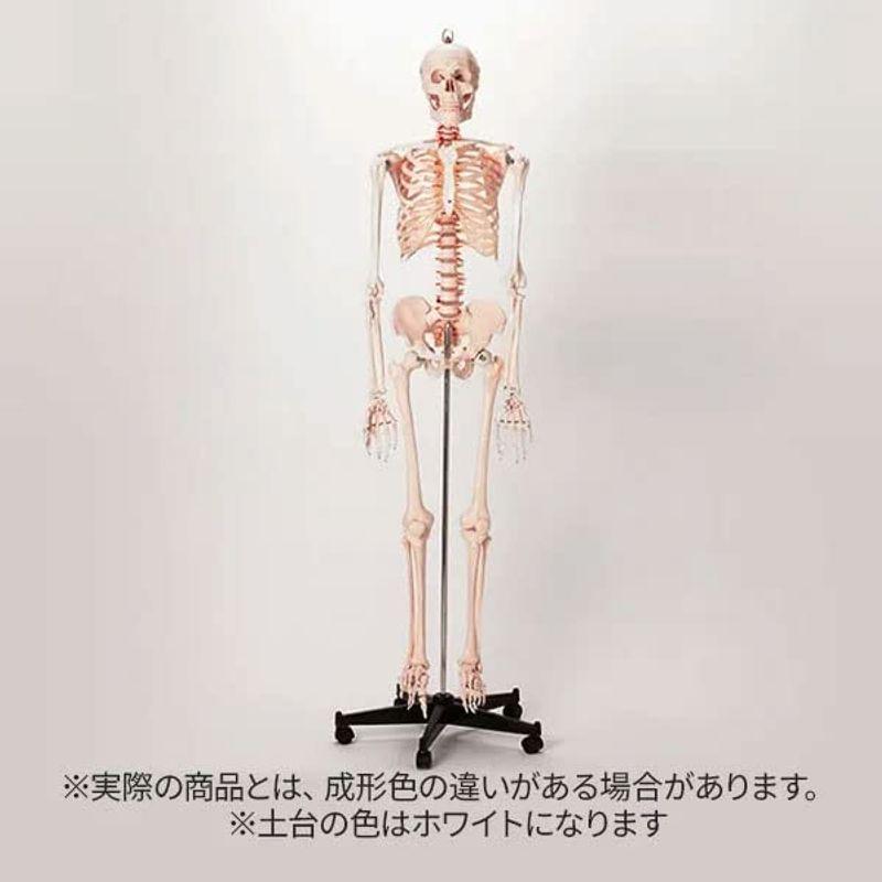 等身大 人体模型 (全身骨格模型) 等身大 骨格模型 骨格標本 骨模型 骸骨模型 人骨模型 骨格モデル 人体モデル ヒューマンスカル 人体 等身大 人体模型 全身骨格模型 骨格模型 骨格標本 骨模型 骸骨模型 人骨模型 骨格モデル 人体モデル ヒューマンスカル 人体 商品説明 　 外旋