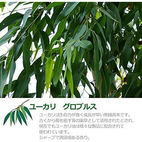 ユーカリ グロブルス オイル 1000ml 1L 天然100% アロマオイル ユーカリプタス 