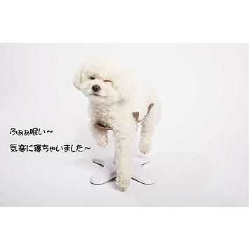 新作マット・カーペット サムソンサロン Samson Salon 犬 猫 ドッグフード トリミング トリマー バリカン 美容院 動物病院 ペット フード シニア 【2166638258】(11648円)