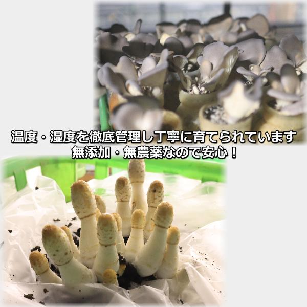 長野県産 黒あわび茸 コプリーヌ セット 500g きのこ お取り寄せ 美味しい 絶品キノコ ギフト お中元 父の日 母の日 プレゼント |  | 03