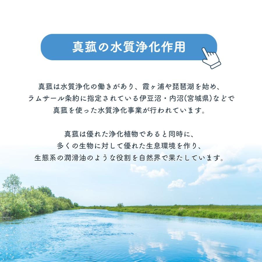 マコモハーモニー100U 260g : リプリYahoo店 - 通販 - Yahoo!ショッピング