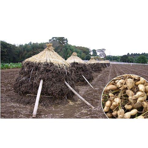 落花生焼酎 ぼっち ２５度７２０ｍｌ ちばマルシェ 通販 Yahoo ショッピング