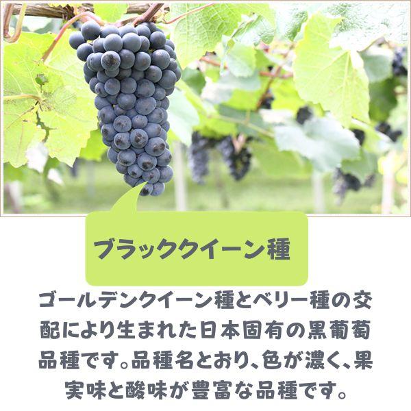 信州ワイン ミュゼドゥヴァン 松本平 ブラッククイーン 赤 辛口 720ml 瓶 6本 アルプス ワイン 送料無料_3