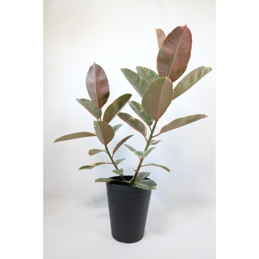 フィカス ティネケ 7号鉢（21cm） : LittleGreenPlanet - 通販 - Yahoo
