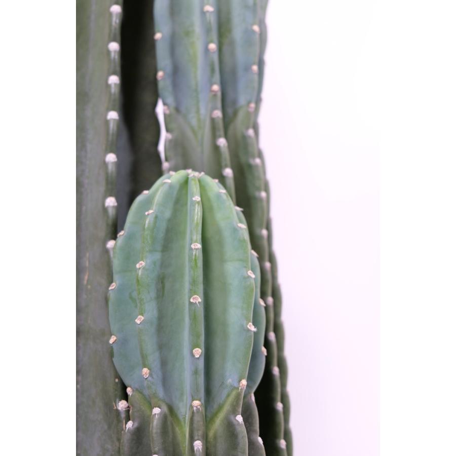 柱サボテン 高さ120センチくらい 3本植え 8号鉢(直径24cm 柱サボテン 高さ120センチくらい 3本植え 8号鉢(直径24cm