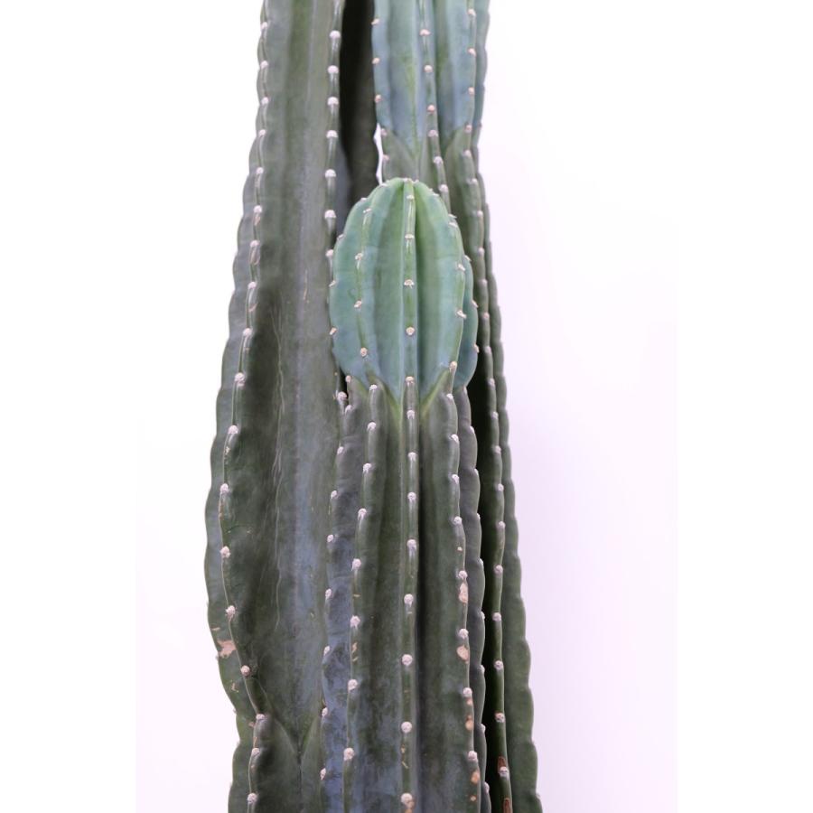 柱サボテン 高さ120センチくらい 3本植え 8号鉢(直径24cm 柱サボテン 高さ120センチくらい 3本植え 8号鉢(直径24cm