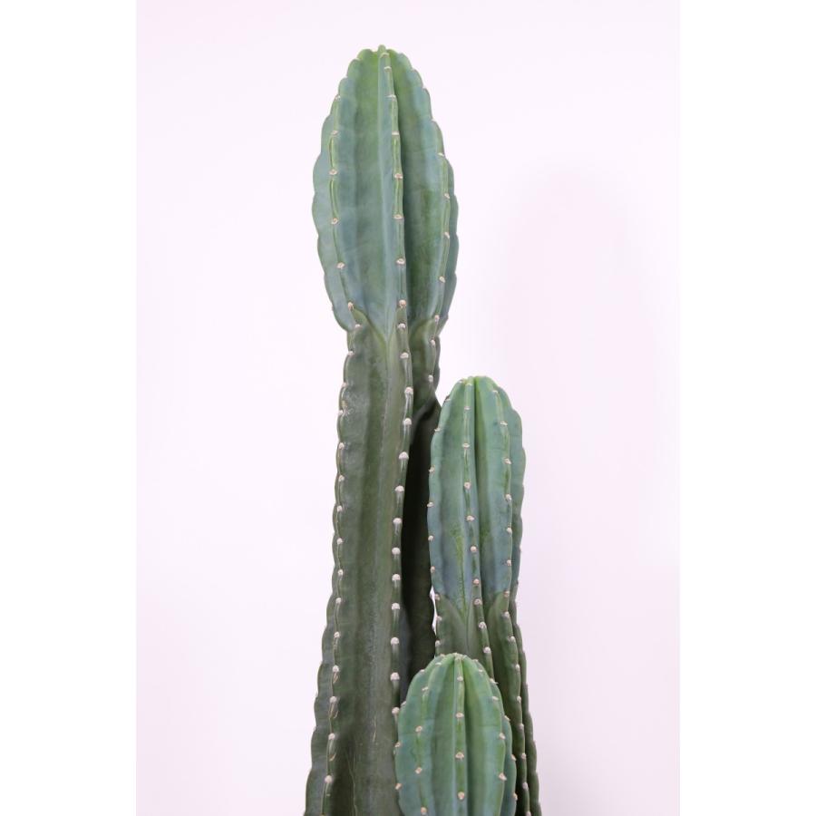 柱サボテン 高さ120センチくらい 3本植え 8号鉢(直径24cm 柱サボテン 高さ120センチくらい 3本植え 8号鉢(直径24cm
