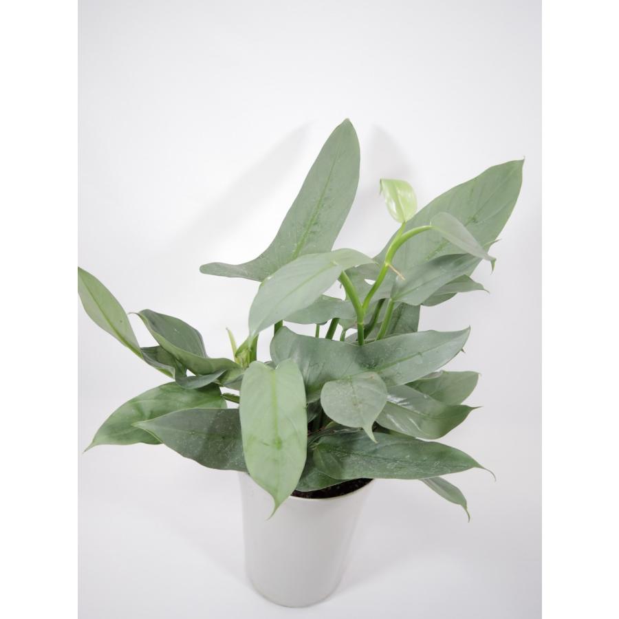 フィロデンドロン　シルバーメタル　斑入り 現品販売】フィロデンドロン シルバーメタル 斑入り 激レア 希少