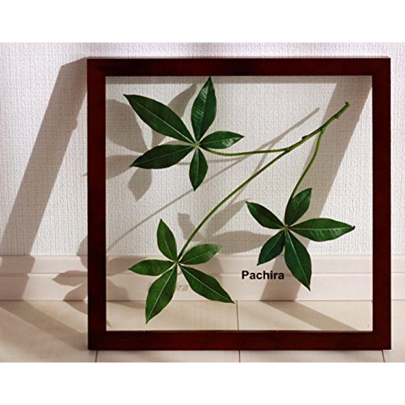 リーフパネル パキラ 飾り方説明書付き 絵画 インテリア 壁掛け 額入り リーフパネル アートパネル リビング 玄関 プレゼント モダン ア Livelifestore 通販 Yahoo ショッピング