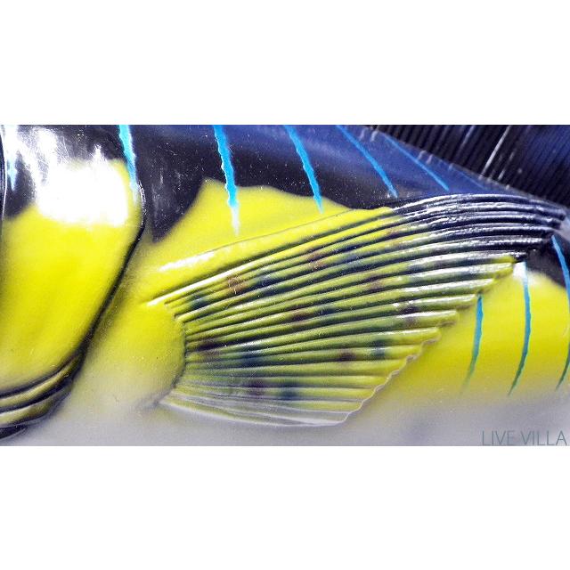 マリン カジキ マカジキ バショウカジキ バショウ sailfish マリン カジキ マカジキ バショウカジキ バショウ sailfish