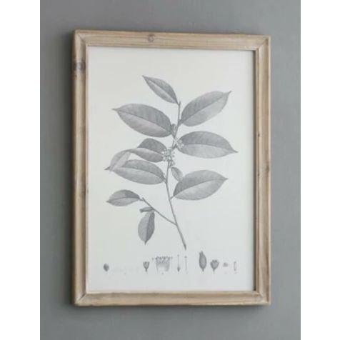 ボタニカルアート　植物画　ポピー　英国　イギリス　絵画　額　木製フレーム ボタニカルアート 植物画 ポピー 英国 イギリス 絵画 額 木製フレーム