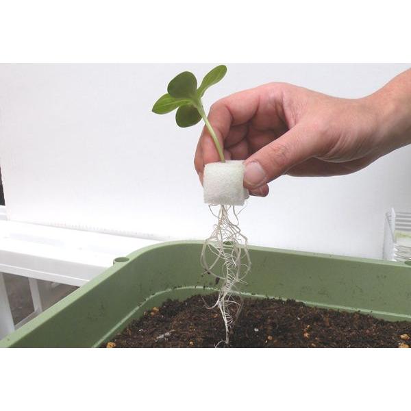 水耕栽培 育苗セットＷＳ　種付き |  | 04