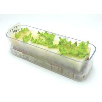 水耕栽培用 育苗容器 |  | 02