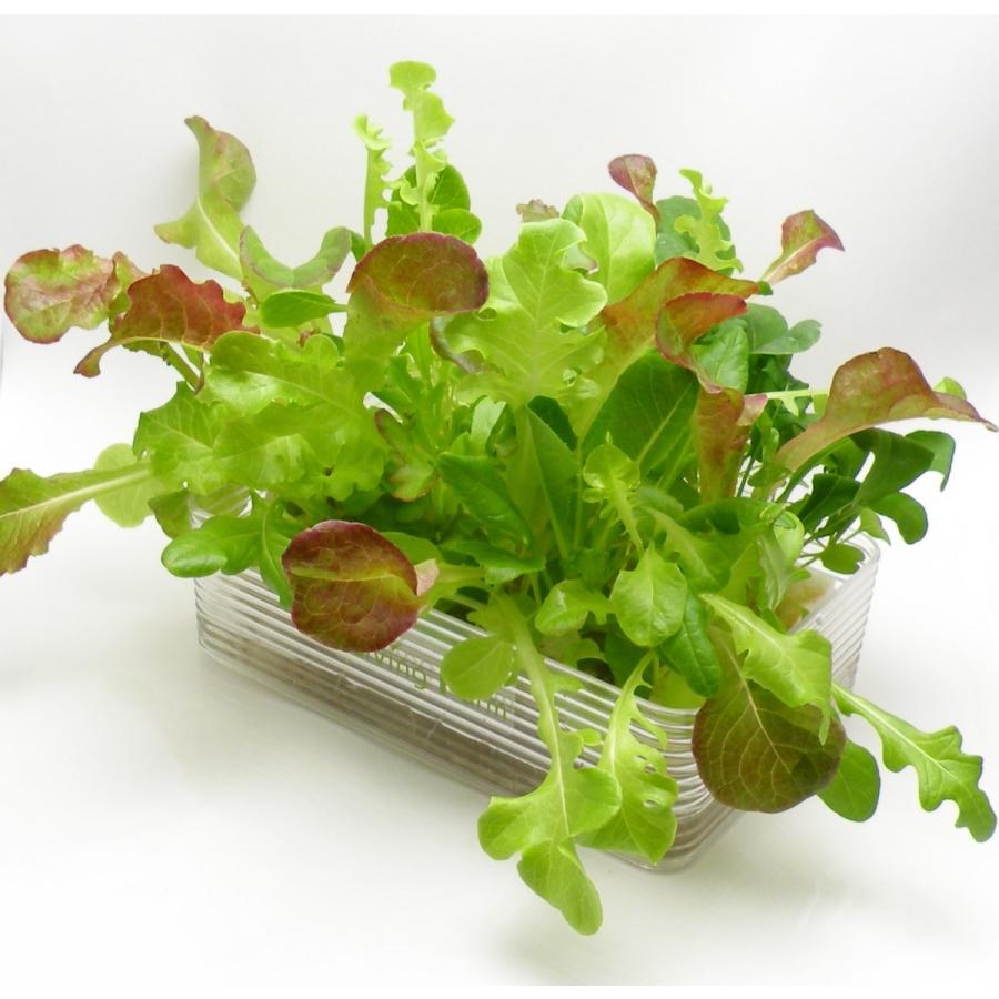 水耕菜園キットＳ ミニ |  | 01