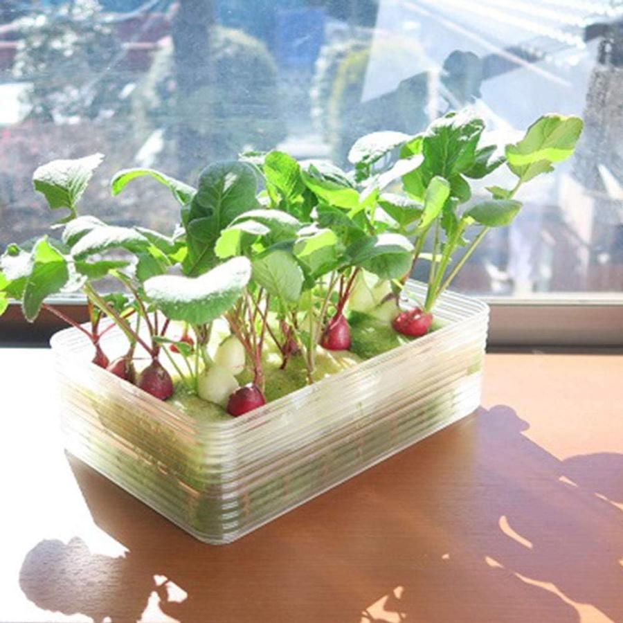 水耕栽培キット ミニ水耕菜園キットRA ラディッシュ 2回分 栽培セット（培地シート 液体肥料 種付き）家庭菜園 水耕栽培 野菜 栽培キット リビングファーム |  | 06