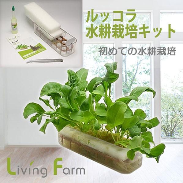 水耕栽培ベビーキット ルッコラ Lfs 351 リビングファーム 通販 Yahoo ショッピング