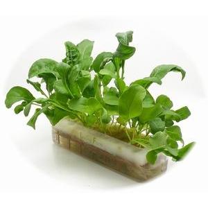 水耕栽培ベビーキット ルッコラ : リビングファーム - 通販 - Yahoo