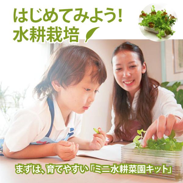 水耕栽培 自由研究 親子で楽しむ 水耕栽培キット KM ベビーレタス・ミックス 2回分セット 観察日記付属（培地 液体肥料 種付き） 栽培キット リビングファーム |  | 10