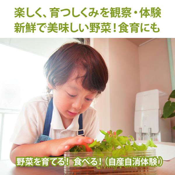 水耕栽培 自由研究 親子で楽しむ 水耕栽培キット KM ベビーレタス・ミックス 2回分セット 観察日記付属（培地 液体肥料 種付き） 栽培キット リビングファーム |  | 11