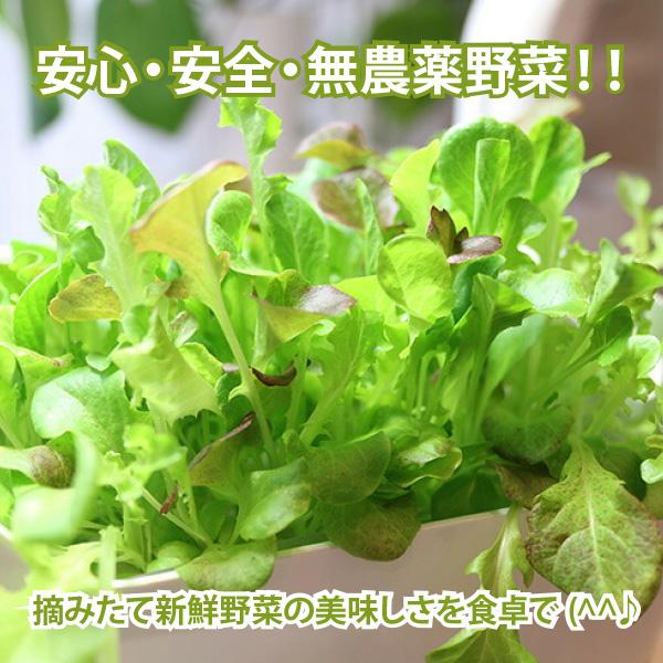 水耕栽培 自由研究 親子で楽しむ 水耕栽培キット KM ベビーレタス・ミックス 2回分セット 観察日記付属（培地 液体肥料 種付き） 栽培キット リビングファーム |  | 12