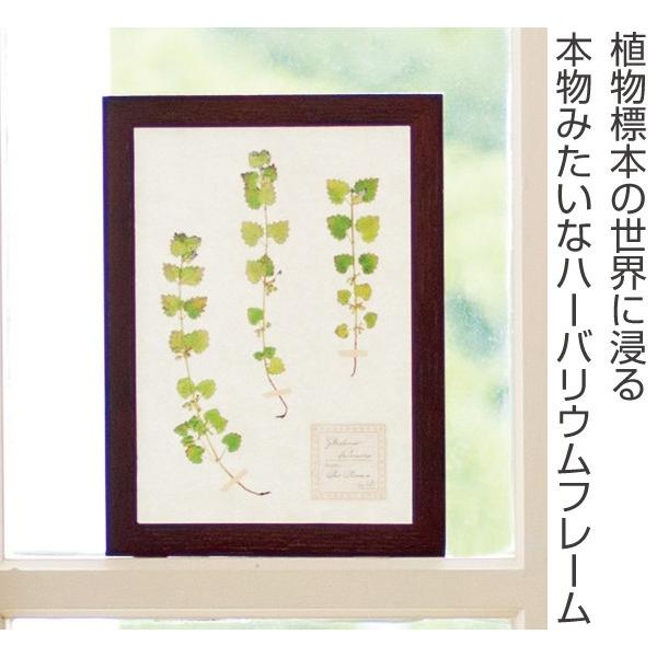 アートフレーム HERBARIUM ART FRAME カキドオシ×Brown （ ハー