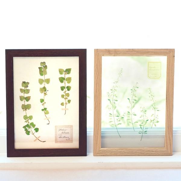 アートフレーム HERBARIUM ART FRAME カキドオシ×Brown （ ハー