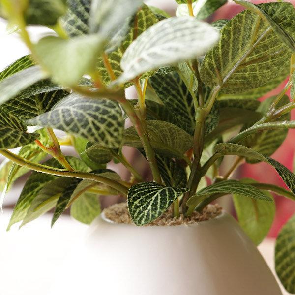 人工観葉植物 フィットニア 18cm フェイクグリーン 造花 光触媒 人工観葉植物 フィットニア 18cm フェイクグリーン 造花 光触媒