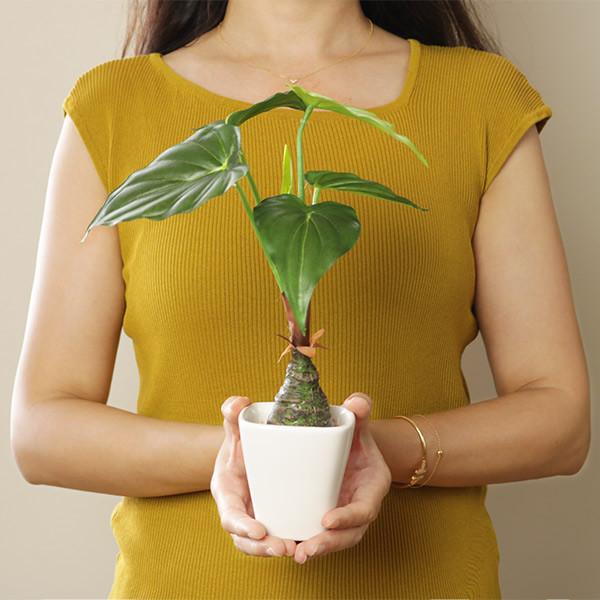 人工観葉植物 アロカシア 30cm フェイクグリーン 造花 光触媒 （ ミニ