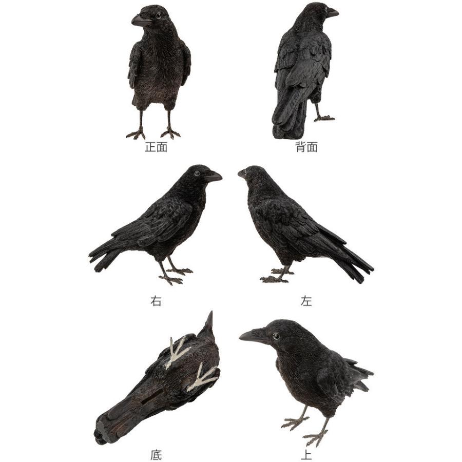 カラス 貯金箱 リアル オブジェ 置物 インテリア 雑貨 動物 アニマル リビングート ヤフー店 通販 Yahoo ショッピング
