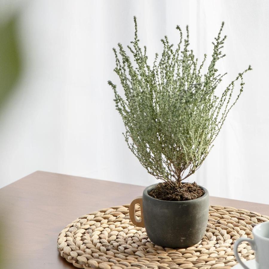 鉢・プランター hope プランター ポアニェ マグポット （ 植木鉢 プラントポット 鉢植え 鉢