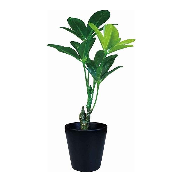 フェイクグリーン ブラックポットTS 光触媒 ( 人工観葉植物 インテリアグリーン 観葉植物 おしゃれ リアル 室内 消臭 抗菌 ) :377629:リビングート ヤフー店 - 通販 - Yahoo!ショッピング フェイクグリーン ブラックポットTS 光触媒 ( 人工観葉植物 インテリアグリーン 観葉植物 おしゃれ リアル 室内 消臭 抗菌 ) :377629:リビングート ヤフー店 - 通販 - Yahoo!ショッピング