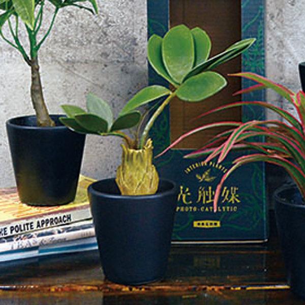フェイクグリーン ブラックポットTS 光触媒 ( 人工観葉植物 フェイクグリーン ブラックポットTS 光触媒 ( 人工観葉植物